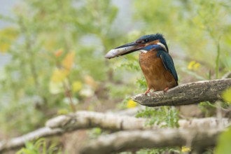 In the habitat... Kingfisher (Alcedo atthis), adult bird sitting with fish in its beak in natural