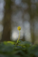 Nature photograph of lesser celandine (Ficaria verna) in spring, nature photo, flora, plant,