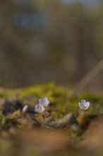 Nature photograph of wood sorrel (Oxalis acetosella) in spring, nature photo, flora, plant, flower,