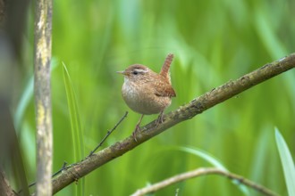 A wren (Troglodytes troglodytes) sitting on a branch, animal photo, bird, bird species, nature