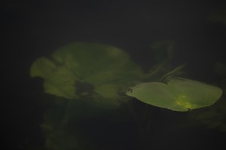Nature photograph of a leaf of a water lily (Nymphaea) just below the water surface, nature photo,