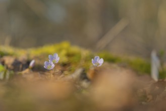 Nature photograph of wood sorrel (Oxalis acetosella) in spring, nature photo, flora, plant, flower,