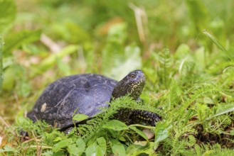 A European pond turtle (Emys orbicularis), makes its way through the green meadow next to the pond
