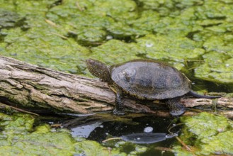A European pond turtle (Emys orbicularis), rests on a log lying in a pond
