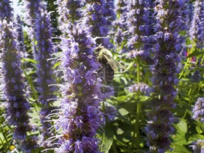 Honey bee (Apis) sitting on scented nettle, aniseed scented nettle, aniseed hyssop, aniseed giant