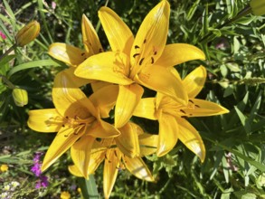 Yellow lily (Lilium cultorum)
