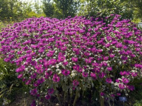 Golden balm, Indian nettle, scarlet monard (Monarda didyma)