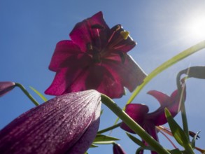 Purple lily (Lilium brownii var. viridulum), photographed from the frog's perspective