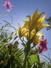 Yellow lily (Lilium cultorum) and purple lily (Lilium brownii var. viridulum), against a blue sky,