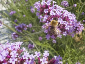 Honey bee (Apis), Purpletop vervain, Argentine verbena (Verbena bonariensis)