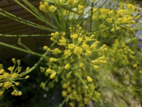 Dill, devil's dill, cucumber herb, dill fennel, dill weed (Anethum graveolens)