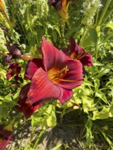 Purple lily (Lilium brownii var. viridulum)