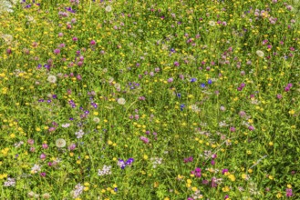 Flower meadow on an alp in the Zinal valley, Val d'Anniviers, Valais Alps, Canton Valais,