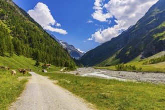 Rushing mountain stream La Navisence, grazing cows, Zinal valley, Val d'Anniviers, Valais Alps,