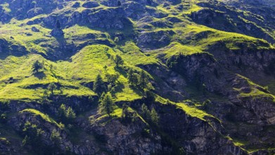 Green slopes above rock faces, Zinal valley, Val d'Anniviers, Valais Alps, Canton Valais,
