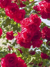 Red roses, hybrid rose (Rosa hybrida)