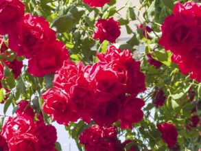 Red roses, hybrid rose (Rosa hybrida)
