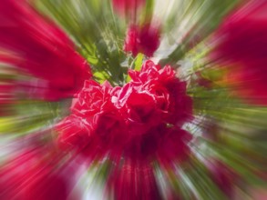 Red roses, hybrid rose (Rosa hybrida), zoom effect