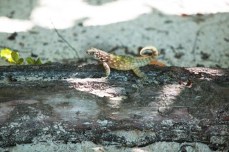 Cuban curly-tailed lizard (Leiocephalus cubensis), Cuba, Central America, Caribbean