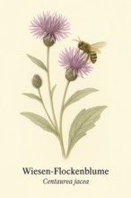 Botanical illustration of a furrow bee (Halictus scabiosae) on the native meadow knapweed
