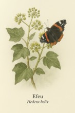 Botanical illustration of an admiral butterfly (Vanessa atalanta) on the native ivy (Hedera helix)
