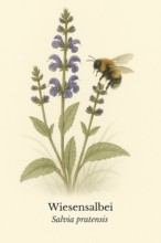 Botanical illustration of a field bumblebee (Bombus pascuorum) on the native meadow sage (Salvia