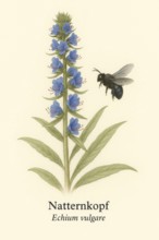 Botanical illustration of a large wood bee (Xylocopa violacea) on the native viper's bugloss