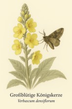 Botanical illustration of a moth (e.g. gamma owl, Autographa gamma) on the native Dense-flowered