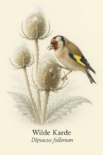 Botanical illustration of a goldfinch (Carduelis carduelis) on the native Wild teasel (Dipsacus