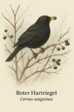Botanical illustration of a male blackbird (Turdus merula) on the native Common Dogwood (Cornus