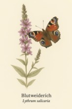 Botanical illustration of a peacock butterfly (Aglais io) on the native purple loosestrife (Lythrum