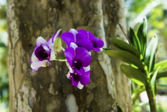 Orchid, Khao Sok National Park, Phang Nga, Surat Thani, Thailand
