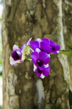 Orchid, Khao Sok National Park, Phang Nga, Surat Thani, Thailand