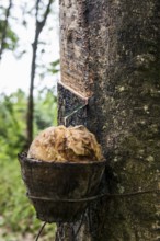 Rubber tree, rubber, Khao Sok National Park, Phang Nga, Surat Thani, Thailand