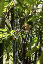 Jungle and rainforest with snake, Khao Sok National Park, Phang Nga, Surat Thani, Thailand