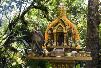 Monkey, macaque, Khao Sok National Park, Phang Nga, Surat Thani, Thailand