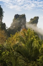 Jungle and rainforest with steep mountains, Khao Sok National Park, Phang Nga, Surat Thani,