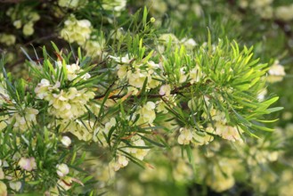 Dodonaea thunbergiana, tree, flowering, flowers, plant, Karoo Desert Botanic Garden, Worcester,