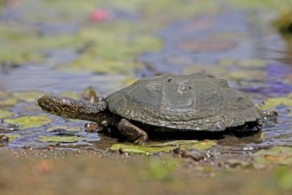 Pan Hinged Terrapin (Pelusios subniger), adult, in water, Kruger, Kruger National Park, South