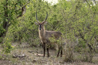 Ellipse waterbuck (Kobus ellipsiprymnus), adult, male, foraging, vigilant, Kruger, Kruger National