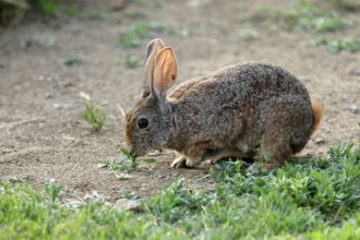 Bush hare (Lepus saxatilis), adult, feeding, foraging, alert, Montain Zebra National Park, Eastern