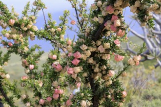 Chinese lantern tree (Nymania capensis), lantern flower, bush, flowering, flower, Karoo Desert
