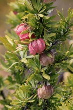 Chinese lantern tree (Nymania capensis), lantern flower, bush, flowering, flower, Karoo Desert