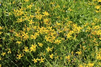 Cineraria saxifraga, flower, flowering, Kirstenbosch Botanical Gardens, Cape Town, South Africa