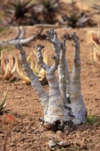 Cyphostemma juttae, plant, succulent, Karoo Desert Botanic Garden, Worcester, Western Cape, South