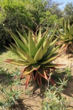 Aloe marlothii, Bergaloe, young plant, Karoo Desert Botanic Garden, Worcester, Western Cape, South