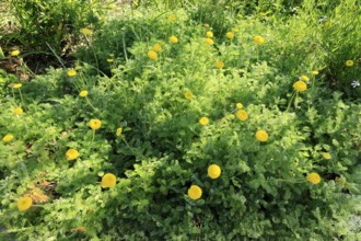 Anacyclus valentinus, flower, flowering, Kirstenbosch Botanical Gardens, Cape Town, South Africa