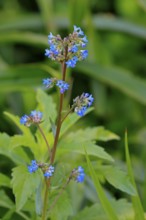 Anchusa capensis, Cape ox tongue, flower, flowering, Kirstenbosch Botanical Gardens, Cape Town,