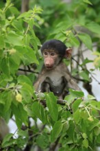 Bear baboon, chacma baboon (Papio ursinus), young, baby, sitting on tree, fragile, Kruger, Kruger