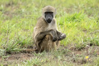 Bear baboon, Chakma baboon (Papio ursinus), adult, on ground, sitting, alert, Kruger, Kruger